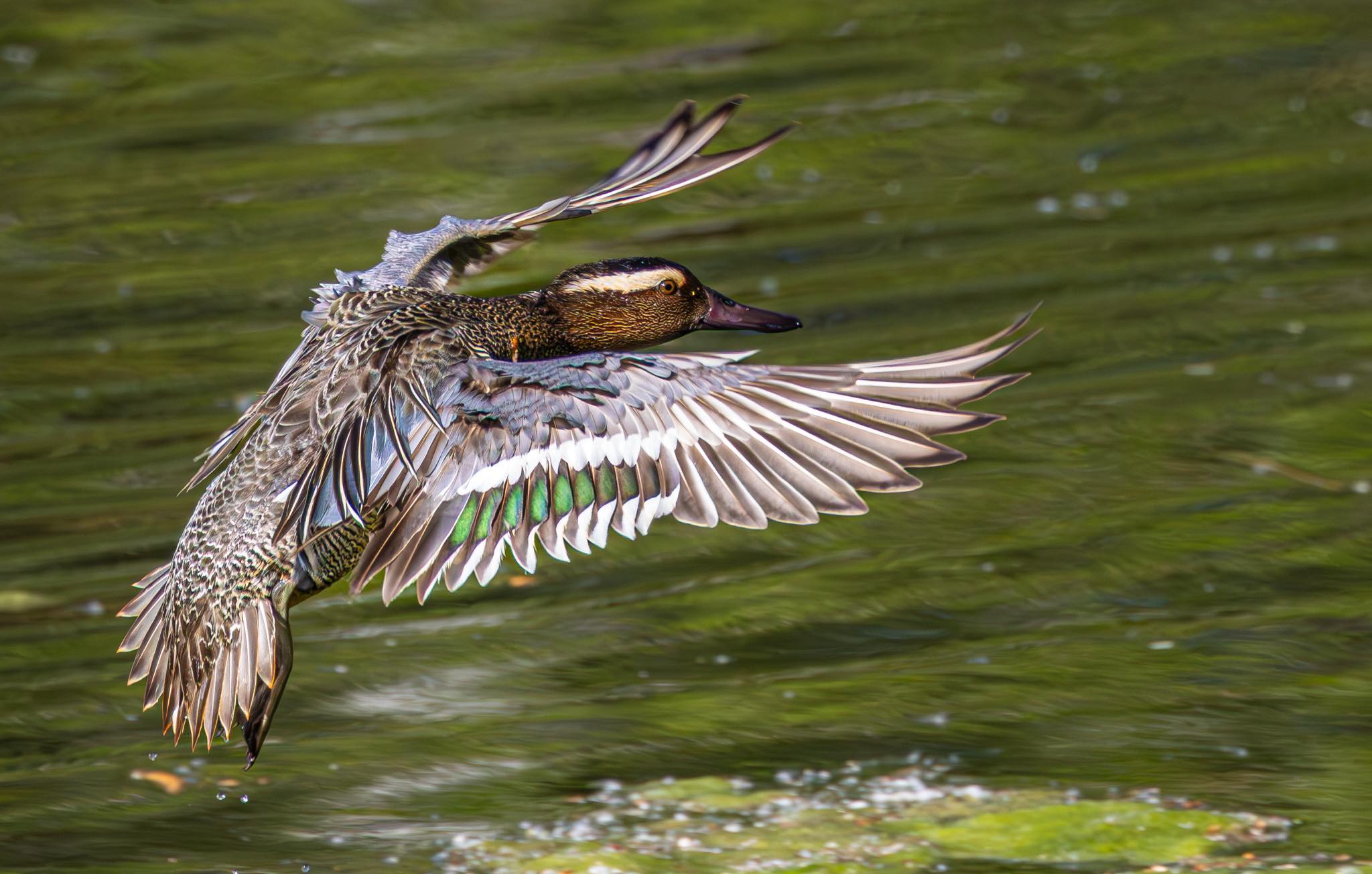 Sarcelle d'été © Gilles Fabre